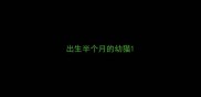 出生半个月的幼猫