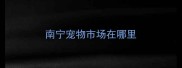 南宁宠物市场在哪里