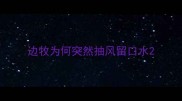 边牧为何突然抽风留口水