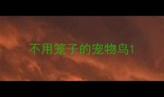 不用笼子的宠物鸟