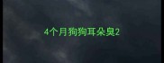 4个月狗狗耳朵臭