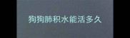 狗狗肺积水能活多久