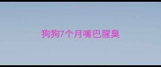 狗狗7个月嘴巴腥臭