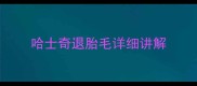 哈士奇退胎毛详细讲解