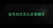金毛幼犬怎么老是睡觉