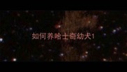 如何养哈士奇幼犬