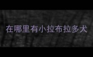 在哪里有小拉布拉多犬
