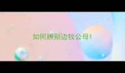 如何辨别边牧公母