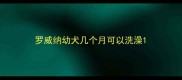 罗威纳幼犬几个月可以洗澡