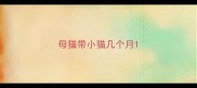 母猫带小猫几个月