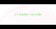三个月的狗吐了怎么回事