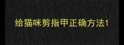 给猫咪剪指甲正确方法