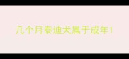 几个月泰迪犬属于成年