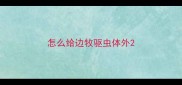 怎么给边牧驱虫体外