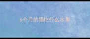6个月的猫吃什么水果