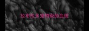 拉布拉多宠物级的血统