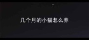 几个月的小猫怎么养