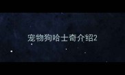 宠物狗哈士奇介绍