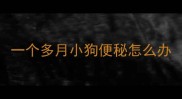 一个多月小狗便秘怎么办
