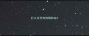 狂犬疫苗狗狗哪种好