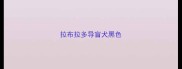 拉布拉多导盲犬黑色