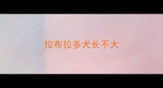 拉布拉多犬长不大