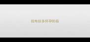 拉布拉多怀孕阶段