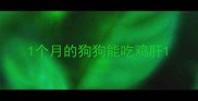 1个月的狗狗能吃鸡肝