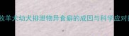 边境牧羊犬幼犬排泄物异食癖的成因与科学应对指南