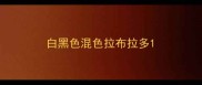 白黑色混色拉布拉多