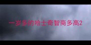一岁多的哈士奇智商多高