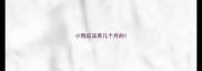 小狗应该养几个月的