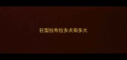 巨型拉布拉多犬有多大