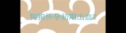 狗狗怀孕初期出血