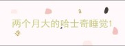 两个月大的哈士奇睡觉