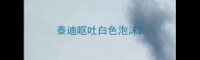 泰迪呕吐白色泡沫