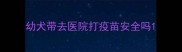 幼犬带去医院打疫苗安全吗
