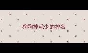 狗狗掉毛少的排名