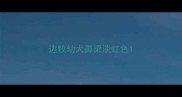 边牧幼犬鼻梁淡红色