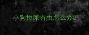 小狗拉屎有虫怎么办