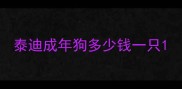 泰迪成年狗多少钱一只