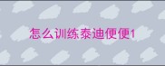 怎么训练泰迪便便