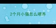2个月小猫怎么喂养