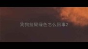 狗狗拉屎绿色怎么回事