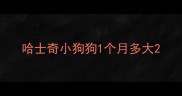 哈士奇小狗狗1个月多大