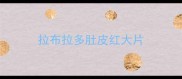 拉布拉多肚皮红大片