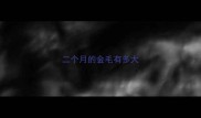 二个月的金毛有多大