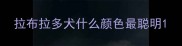拉布拉多犬什么颜色最聪明
