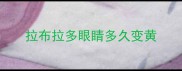 拉布拉多眼睛多久变黄