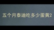 五个月泰迪吃多少蛋黄
